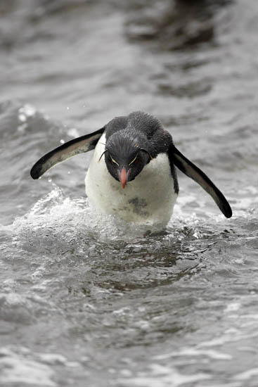 rockhopper penguin porpoise jumping falkland islands