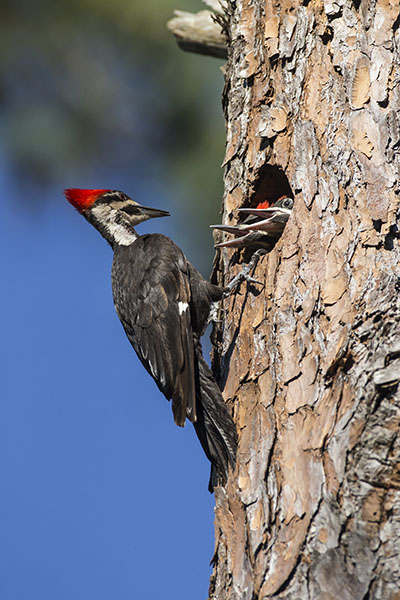 glowing edges filter example