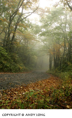 foggy road fall color photography