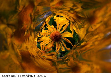 special technique mylar wildflower photography