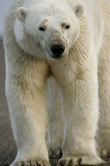 alaska polar bear photo
