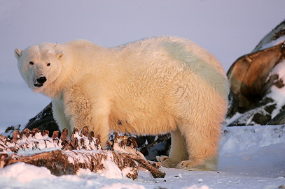 alaska polar bear photo