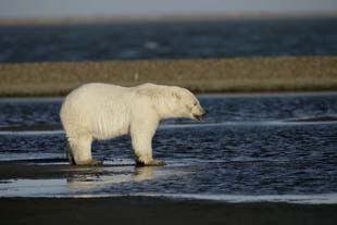 alaska polar bear photo