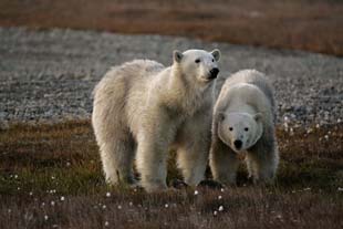 alaska polar bear photo