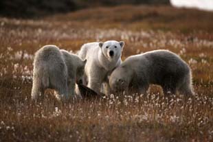alaska polar bear photo