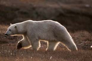 alaska polar bear photo