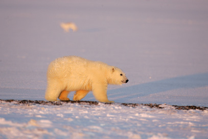 alaska polar bear photo