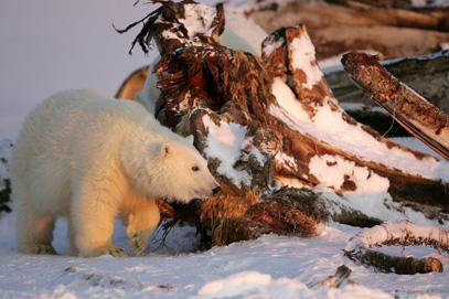 alaska polar bear photo