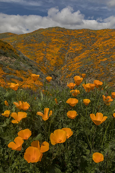 california poppy field lake elsinore
