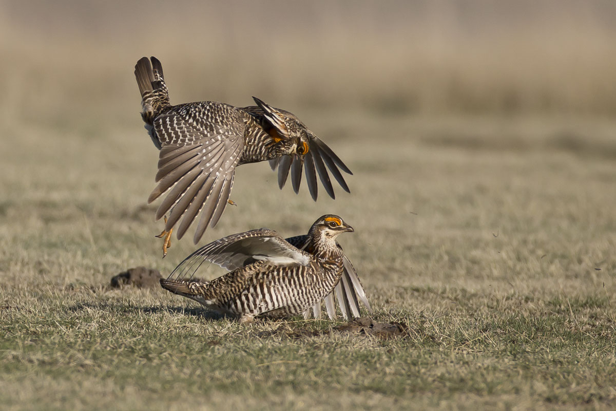 greater prairie chickens mating lek