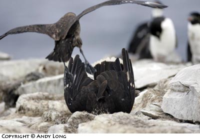 falkland skua attacling striated caracara photography falkland islands