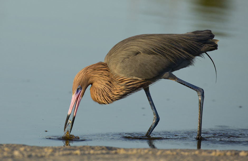 reddish egret catching a meal