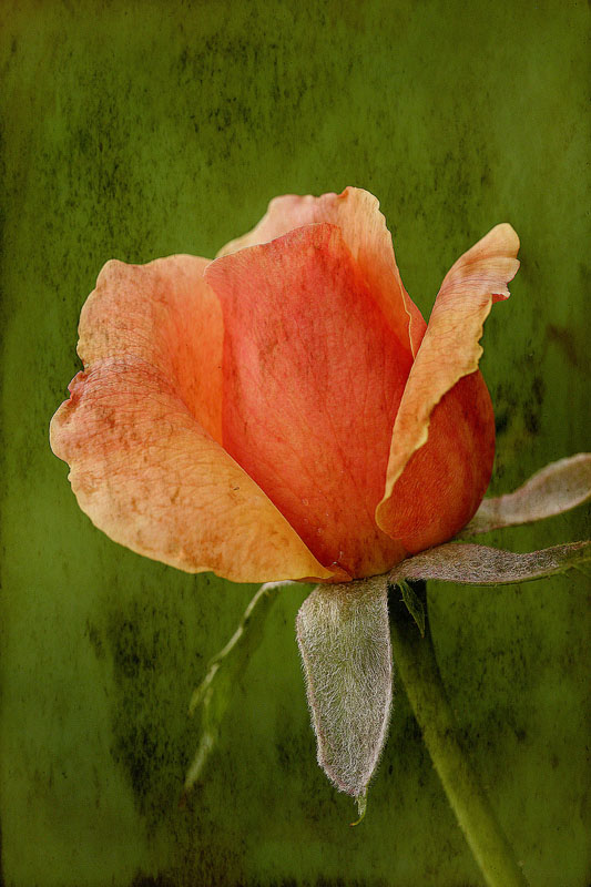 rose with background texture