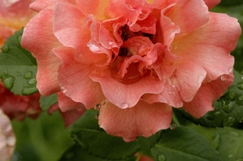 rose with water drops flower photo