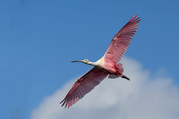 roseate spoonbill in flight over water