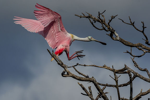 roseate spoonbill landing in snag dramatic lighting