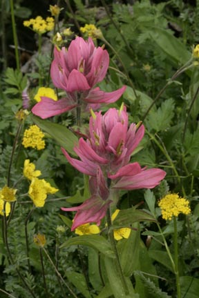 rosy paintbrush colorado wildflowers photo