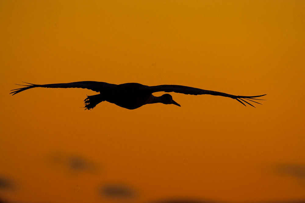 sandhill crance sunset silhouette