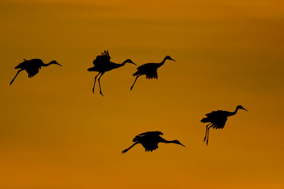 sandhill crane group landing at sunset