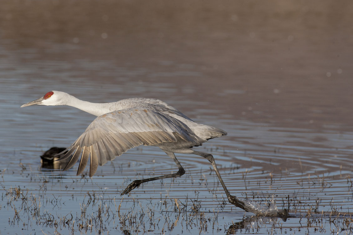 sandhill crane running on water