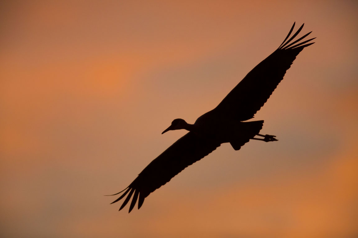 sandhill crane sunset silhouette photo