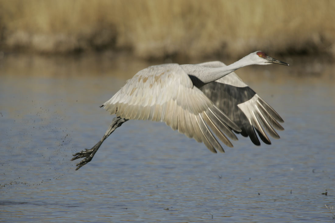 sandhill crane taking flight
