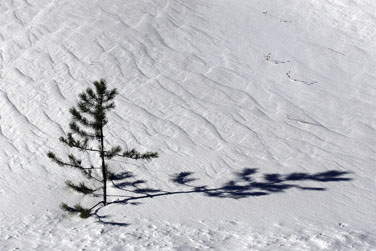 earth portraits  photography, sappling in snow photograph