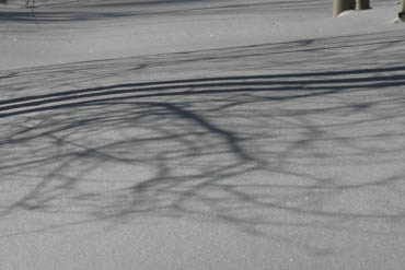Photo of unprocessed snow and tree shadows image by Andy Long