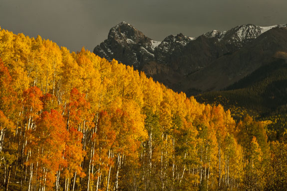 last dollar road aspens mt. sneffels coloado autum fall color photo