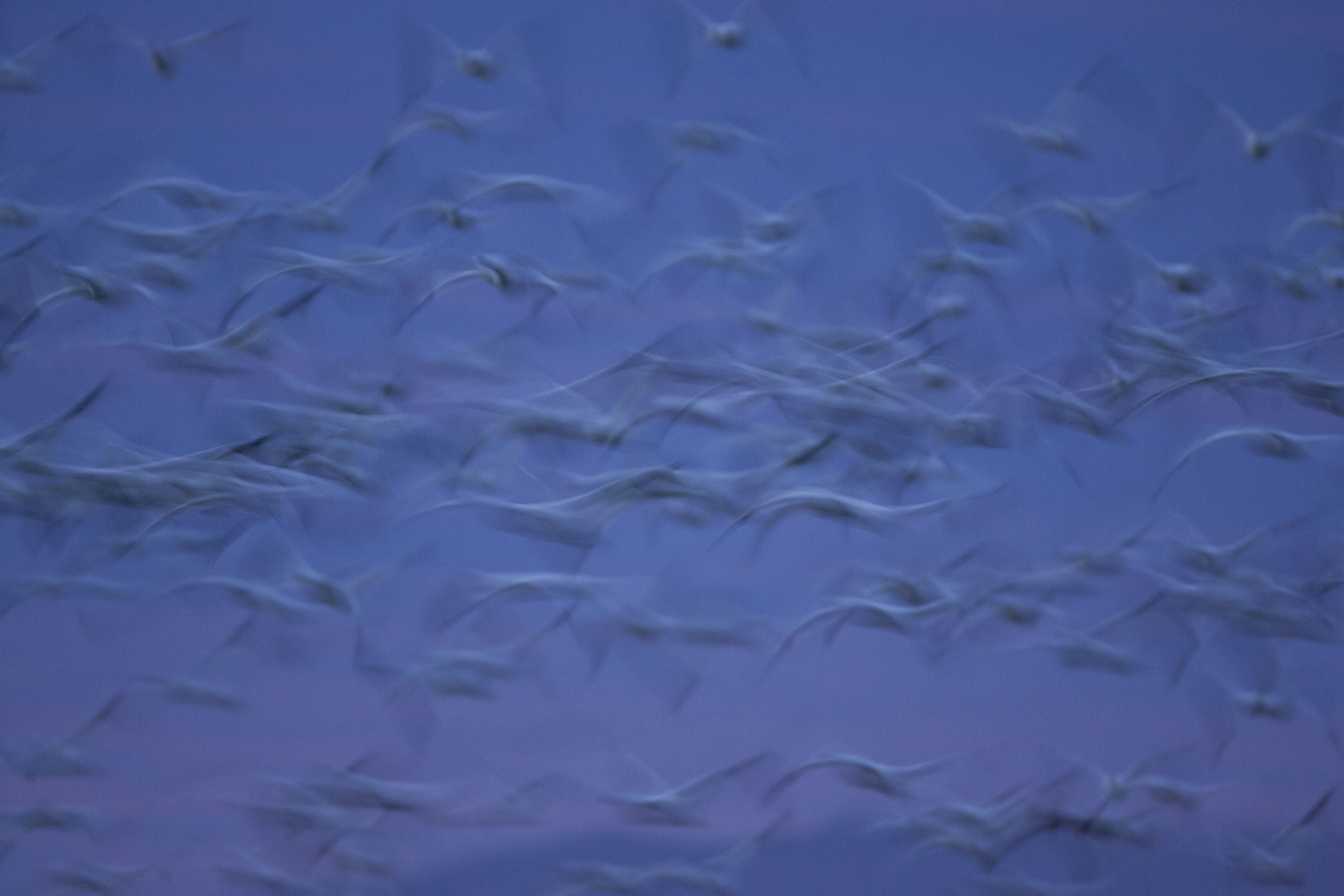 snow goose flight abstract