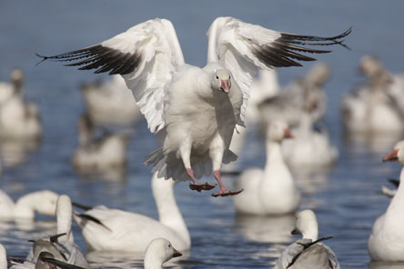 snow goose landing on water photo