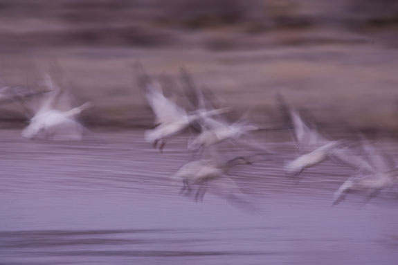 snow goose flight abstract