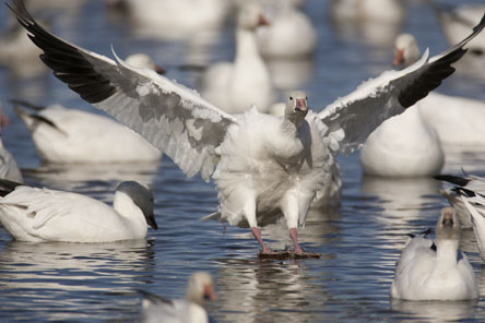 snow goose landing on water photo