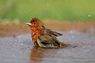 summer tanager bathing photo
