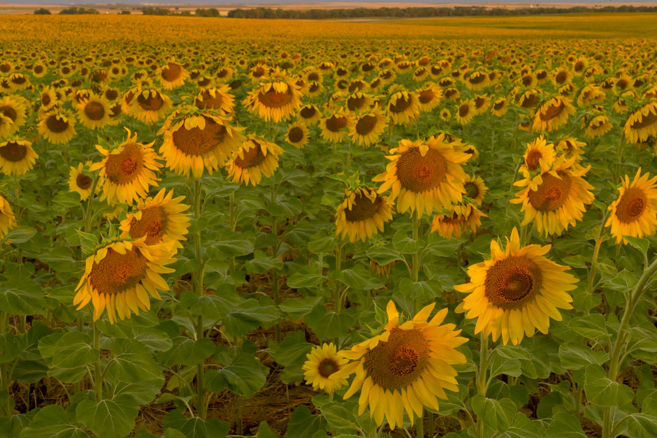 sunflower field