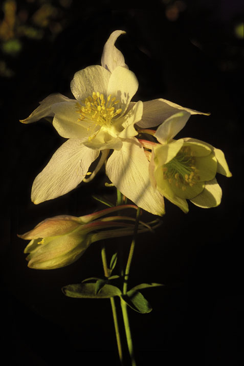 colorado blue columbine wildflower photo