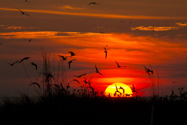gulls in sky at sunset