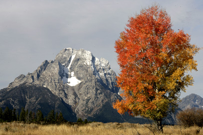 mount moran fall color grand teton national park photo