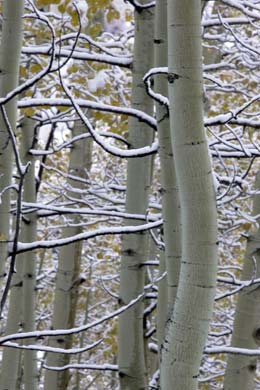 aspen branches with snow photograph
