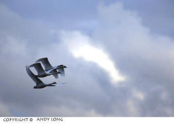 trumpeter swans photography
