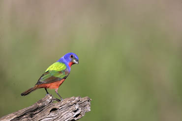 south texas ranches painted bunting photo