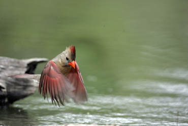 south texas birds photography workshop 