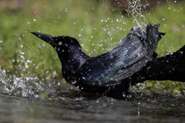 south texas ranches long tail grackle photo