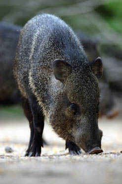 south texas ranches javalina photo