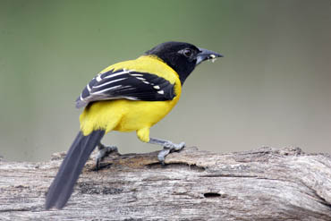 south texas ranches black-headed oriole photo