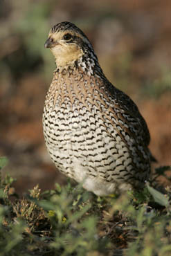 south texas ranches bobwhite quail photo