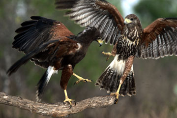 harris' hawks fighting photography