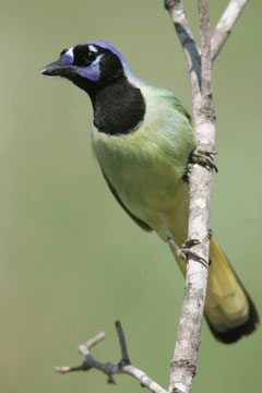 south texas ranches green jay photo