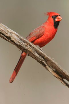 south texas ranches cardinal photo