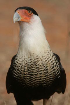 south texas ranches caracara photo